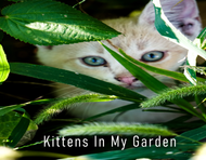 KITTENS IN MY GARDEN 2025 CALENDAR